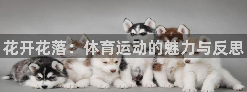 熊猫体育手机版