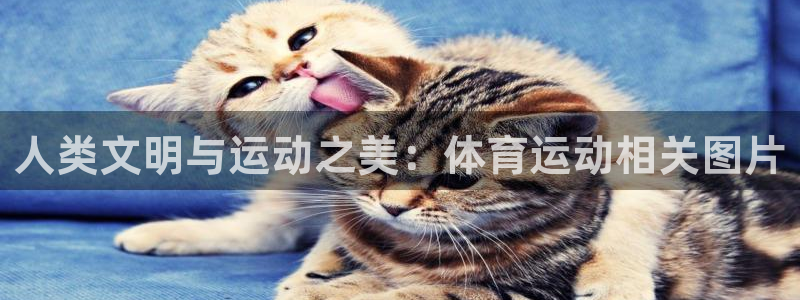 熊猫体育比赛直播